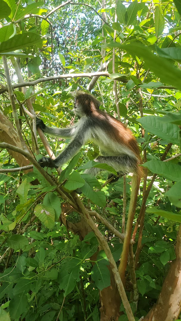 Monkey