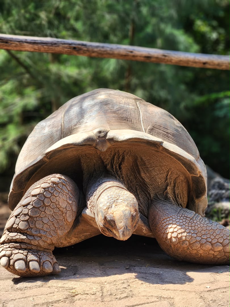 Turtle